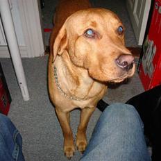 Labrador retriever sonick