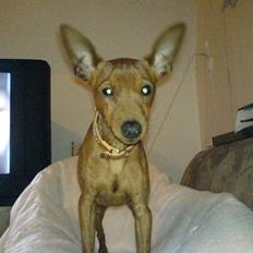 Dvaergpinscher Snoopy 