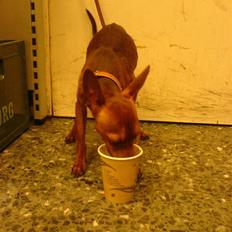 Dvaergpinscher Snoopy 