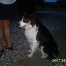 Border collie charly