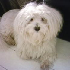 Coton de tulear Basil (Hundehimlen tog imod ham d. 18.03.2014)