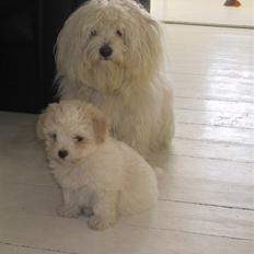 Coton de tulear Basil (Hundehimlen tog imod ham d. 18.03.2014)