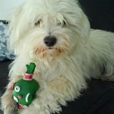 Coton de tulear Futte (Hundehimlen tog imod ham d. 24.11.2011)