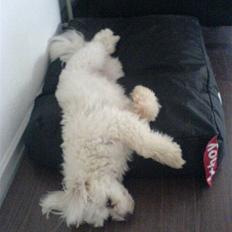 Coton de tulear Futte (Hundehimlen tog imod ham d. 24.11.2011)