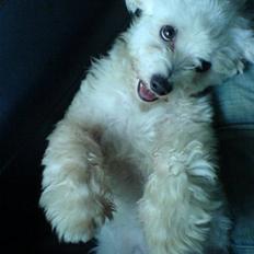 Coton de tulear Futte (Hundehimlen tog imod ham d. 24.11.2011)