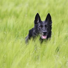 Schæferhund Alli <3