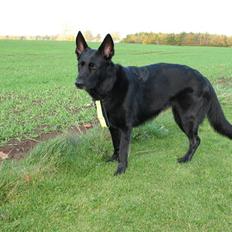 Schæferhund Alli <3