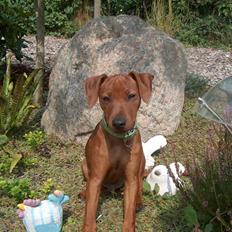 Dvaergpinscher Joey 