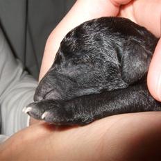 Blanding af racer Perles Bamse