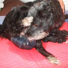 Blanding af racer Perles Bamse