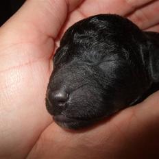 Blanding af racer Perles Bamse