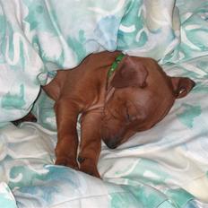 Dvaergpinscher Joey 