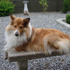 Shetland sheepdog mulle - NYE billeder!