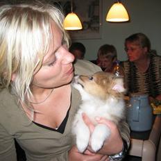 Shetland sheepdog mulle - NYE billeder!