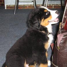 Berner sennenhund Anton