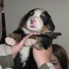 Berner sennenhund Anton