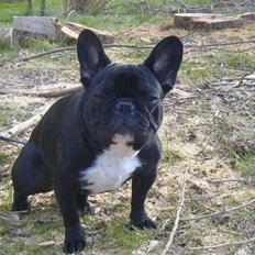 Fransk bulldog fie