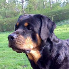 Rottweiler Samson R.I.P.