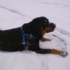 Rottweiler Samson R.I.P.