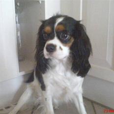 Cavalier king charles spaniel cherie