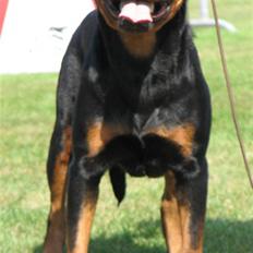 Rottweiler Cue Fiona