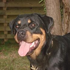 Rottweiler Cue Fiona