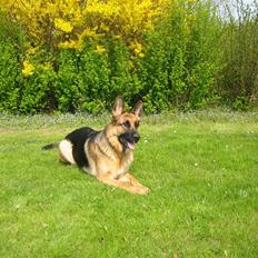 Schæferhund Bessie fået fred i hundehimmelen d. 7/3-2013 ;((