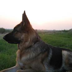 Schæferhund Bessie fået fred i hundehimmelen d. 7/3-2013 ;((