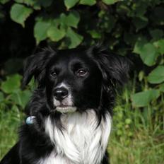 Border collie Joy