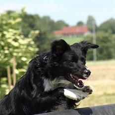 Border collie Joy