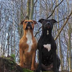 Amerikansk staffordshire terrier Cille