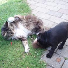 Staffordshire bull terrier Spike