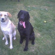 Blanding af racer Freja