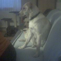 Blanding af racer Freja