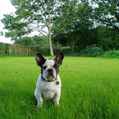 Fransk bulldog Enzo (død)