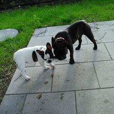 Fransk bulldog Enzo (død)