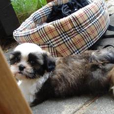 Shih tzu Timon