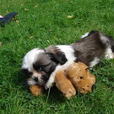 Shih tzu Timon