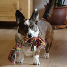 Welsh corgi cardigan Birkebakken's Miss-Molly 