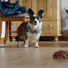 Welsh corgi cardigan Birkebakken's Miss-Molly 