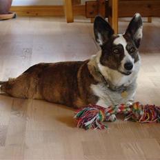 Welsh corgi cardigan Birkebakken's Miss-Molly 