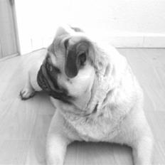 Mops Orla