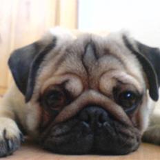 Mops Orla