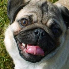 Mops Orla