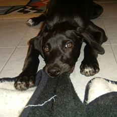 Blanding af racer Milla