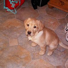 Labrador retriever King