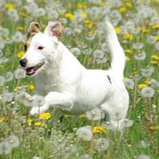 Jack russell terrier hel