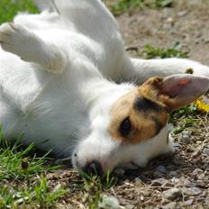 Jack russell terrier hel