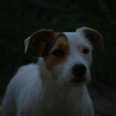 Jack russell terrier hel