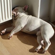 Fransk bulldog Tyson